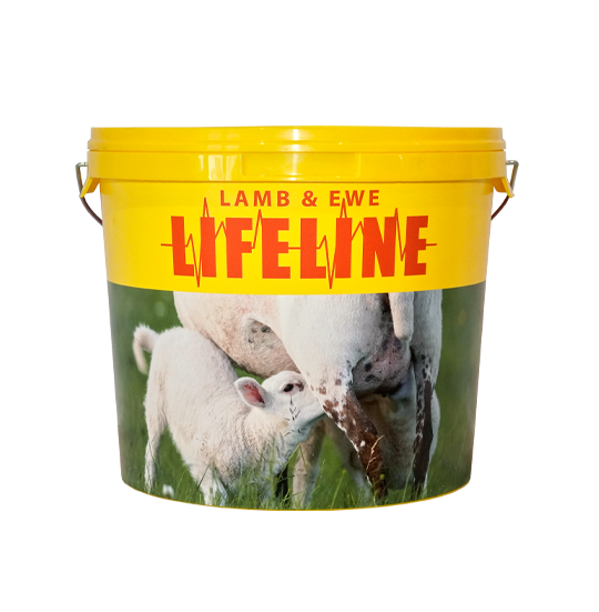 Lifeline Lamb & Ewe