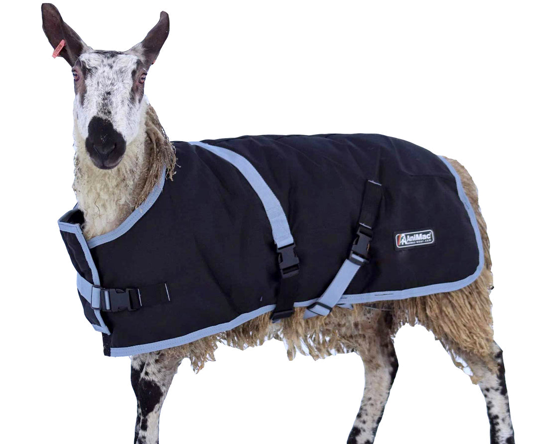 LoveJIMIN（ épine sheep mouton coat ） Sheep coat – Sheepproducts.ie