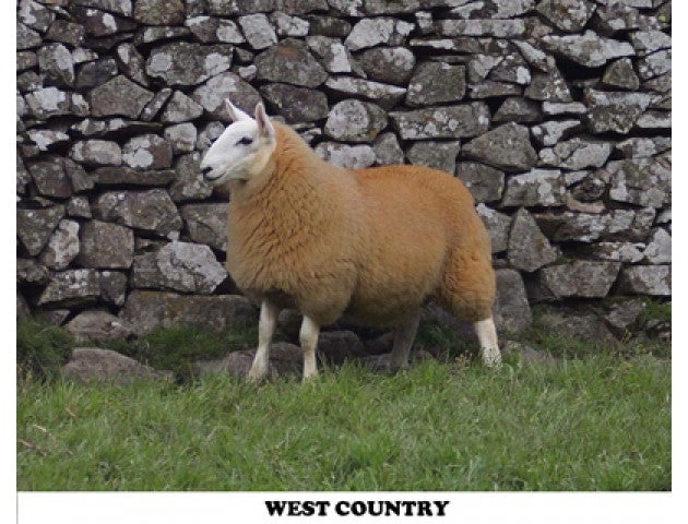 Cheviot sheep colouring (West Country) – Sheepproducts.ie