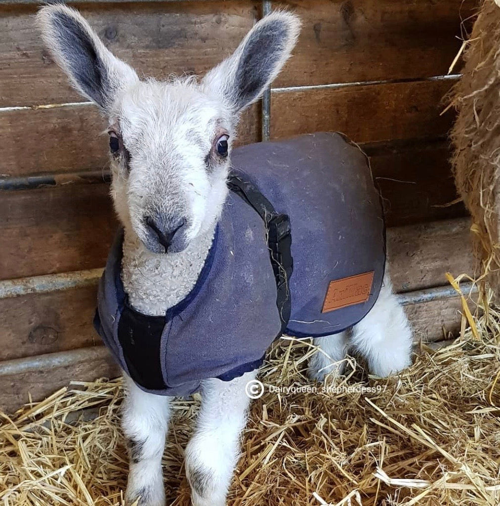 Coats for sheep hotsell