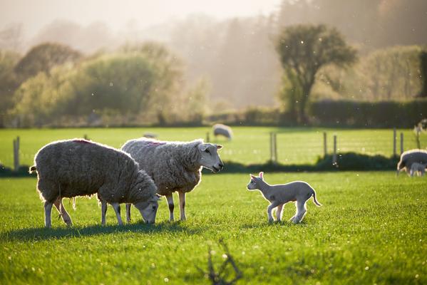 When should I dose my lambs for worms?