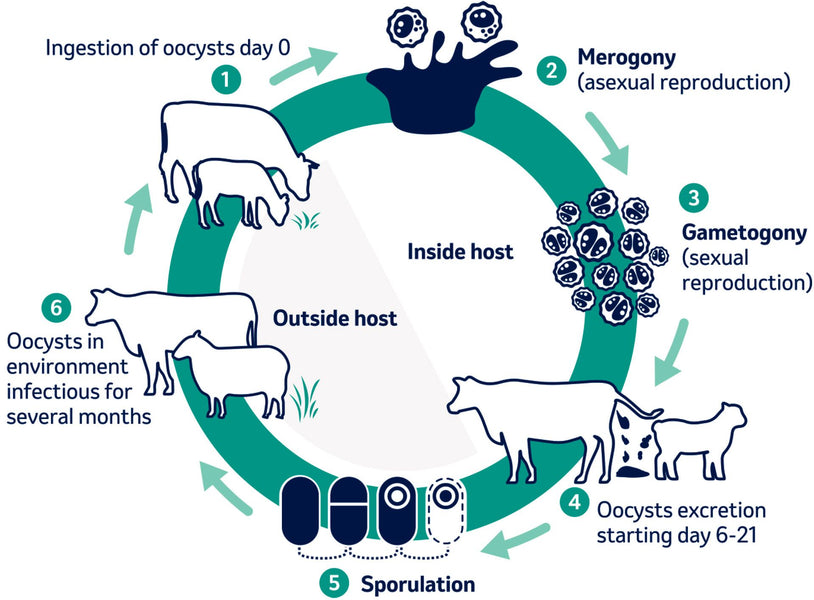 How do Sheep Become Infected Of Coccidiosis?
