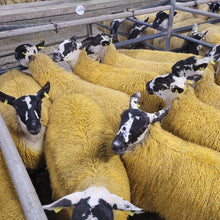 Mule Lambs Entry