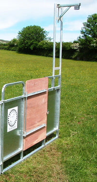 Shearing Pen Front (Mudge shearing)