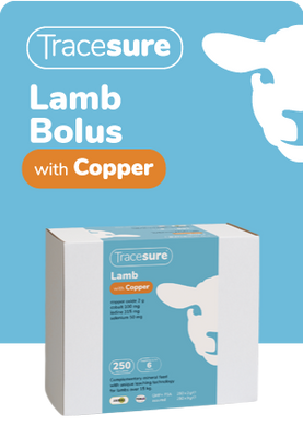 Tracesure Lamb 250's with copper