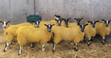 Mule Lambs Entry