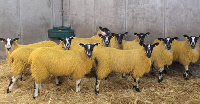 Mule Lambs Entry
