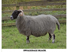 Cheviot sheep colouring powder (Swaledale black) 45g - Sheepproducts.ie