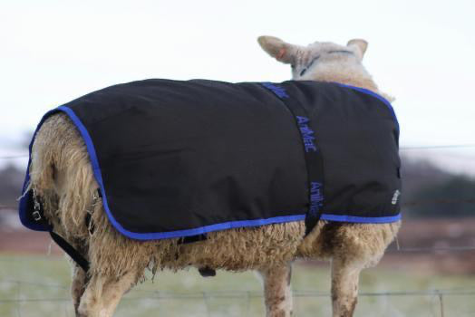Ram rug (waterproof) – Sheepproducts.ie