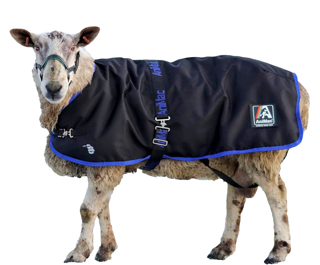 Ram rug (waterproof) – Sheepproducts.ie