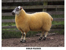 Cheviot sheep colouring powder (Goldfleece) 45g - Sheepproducts.ie