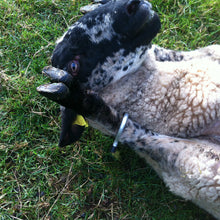 Sheep restrainer - Sheepproducts.ie