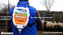 Moxodex oral drench - Sheepproducts.ie