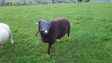 Ram Guards - Sheepproducts.ie