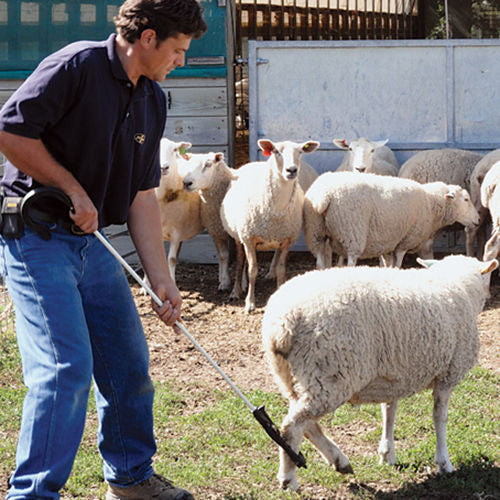 New Zealand Super Crook - Sheepproducts.ie