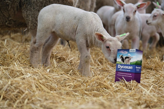 Sheep Products – Sheepproducts.ie