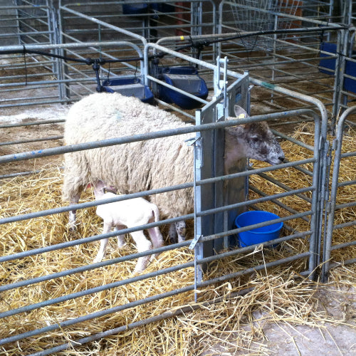 Sheep Adoption Gate - Sheepproducts.ie