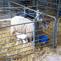 Sheep Adoption Gate - Sheepproducts.ie
